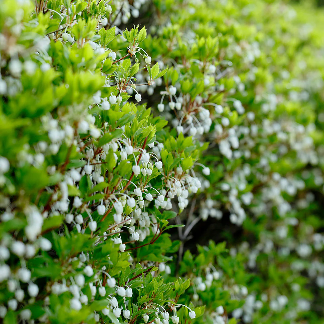 Plants & Trees on Sale